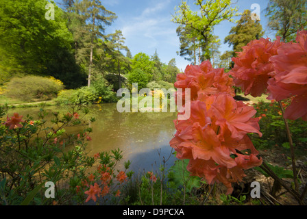 Orange Azalea, mit Wald und See im Hintergrund. Stockfoto