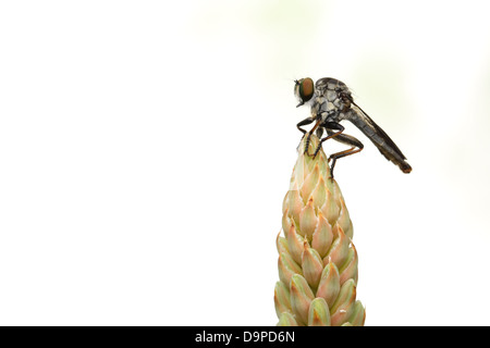 Fliegen Sie mit Aloe Blume Stockfoto