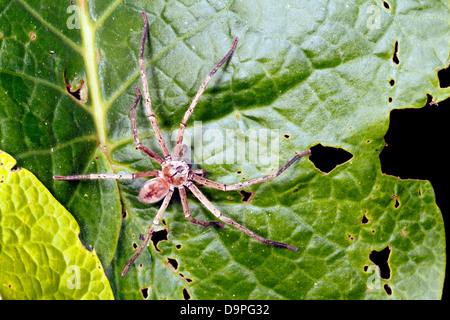 Wandering Spinne (Familie Ctenidae) in den Regenwald, Ecuador Stockfoto