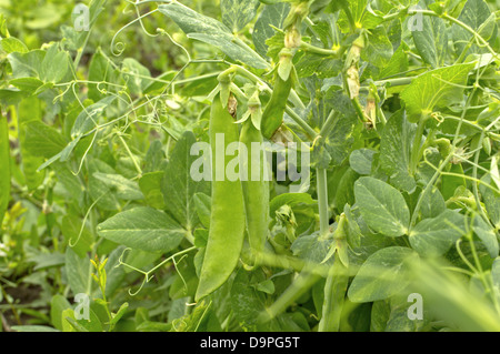 Junge grüne Erbsen im Garten. Stockfoto