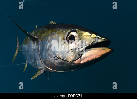 ein Gelbflossen-Thunfisch mit einem Haken im Maul vom Fischfang Stockfoto