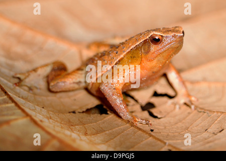 Black spotted klebrige Frosch im Kinabalu Park, Sabah, Borneo. Gefunden Sie in Philippinen, Java, Sumatra, Singapur, Malaysia, Thailand Stockfoto