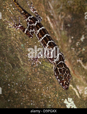 Peter Bent-toed Gecko im Kinabalu, Sabah, Malaysia. In Thailand, Singapur, Sumatra, Borneo gefunden. Stockfoto