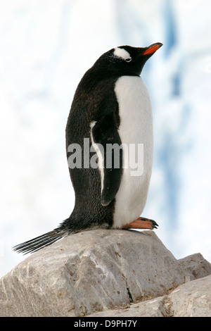 Gentoo, Pinguin, Antarktis Stockfoto