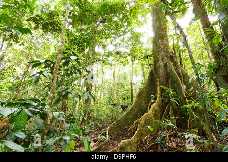 Großer Baum Im Tropischen Regenwald Mit Strebepfeiler Wurzeln, Ecuador ...