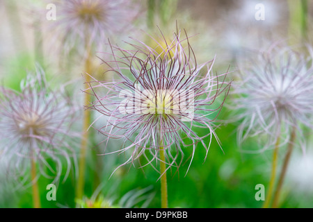 Pulsatilla Vulgaris. Küchenschelle Samenköpfe Stockfoto