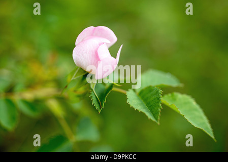 Dog Rose Blume Rosa Canina wächst in einer Hecke auf das Naturschutzgebiet Qualitätsorientierung in Süd-Wales Stockfoto