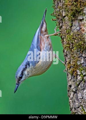 Eurasische Kleiber auf Baumstamm Stockfoto