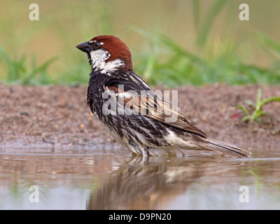 Männlichen spanischen Spatz, die Baden im Teich Stockfoto