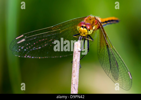 Porträt einer Libelle Stockfoto