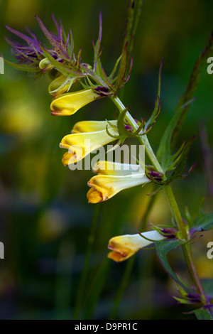 Kuh-Weichweizen (Melampyrum Pratense) Stockfoto