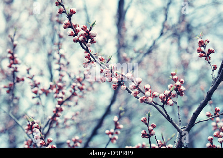 Zweige der Kirschblüten im Frühlingsgarten Stockfoto