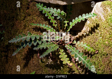 Rustyback Farn (Asplenium Ceterach) Stockfoto