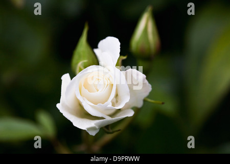 Kletterrose 'Iceberg"im Garten. Stockfoto