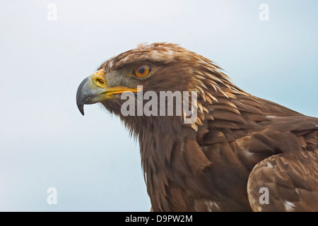 Ein Steinadler Aquila Chrysaetos in eine Nahaufnahme Hochformat. Stockfoto