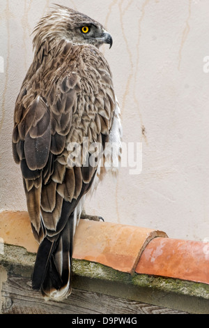 Ein Schlangenadler Schlange oder ein Schlangenadler, Circaetus Gallicus in eine vertikale Nahaufnahme. Stockfoto