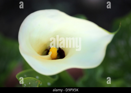 White Calla Lilly Bloom, weiße Blume hautnah, Stockfoto