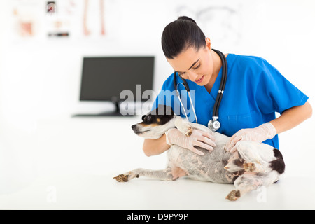 junge Tierarzt Doktor Überprüfung Hund Haut in Tierklinik Stockfoto