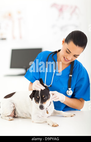 junge weibliche Tierarzt überprüfen Hund Ohr Stockfoto