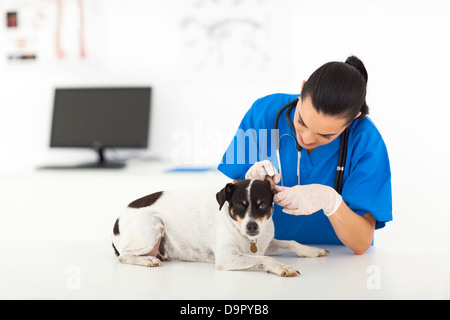 junge Tierarzt Arzt untersuchen Eselsohr Stockfoto