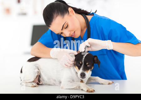 schöne junge weibliche Tierarzt Untersuchung Hund Stockfoto