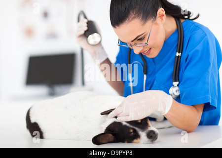 fürsorgliche Tierarzt Doktor Hund Ohr mit Prüfung Licht überprüfen Stockfoto