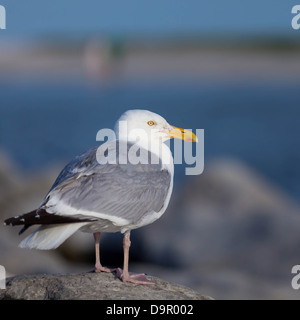 Erwachsenen Silbermöwe stehend auf einem Felsen Stockfoto