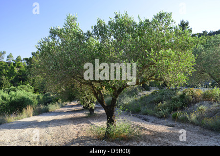 Olivenbaum (Olea Europaea) in Olivenhain in der Nähe von Monolithos, Rhodos (Rodos), die Dodekanes, Süd Ägäis, Griechenland Stockfoto