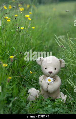 Teddybär mit einer Oxeye Daisy in einer englischen Wiese Stockfoto