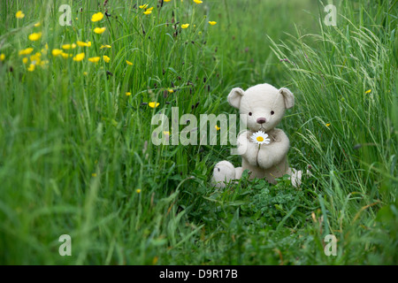 Teddybär mit einer Oxeye Daisy in einer englischen Wiese Stockfoto