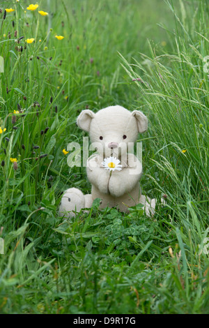 Teddybär mit einer Oxeye Daisy in einer englischen Wiese Stockfoto