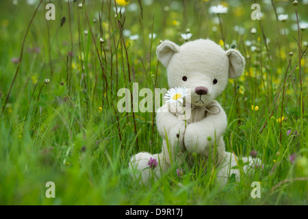 Teddybär mit einer Oxeye Daisy in einer englischen Wiese Stockfoto