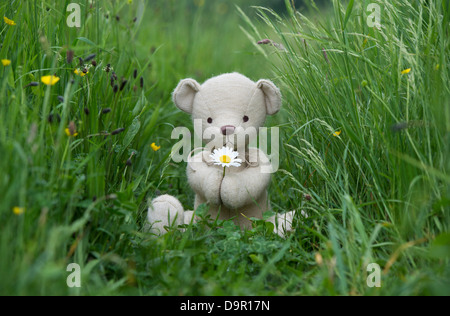 Teddybär mit einer Oxeye Daisy in einer englischen Wiese Stockfoto