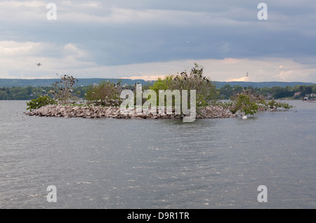 Hunderte von Vögel übernehmen eine kleine Insel, Hamilton, Ontario, Kanada Stockfoto