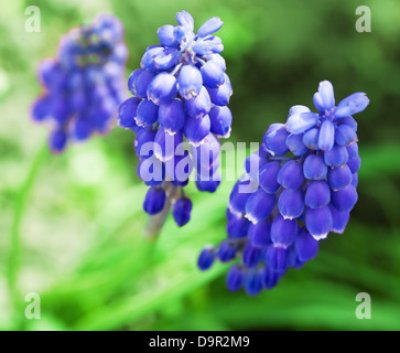 Federn-Blumen 'Muscari' Stockfoto