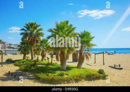 Palmen am Strand in Fuengirola, Spanien Stockfoto