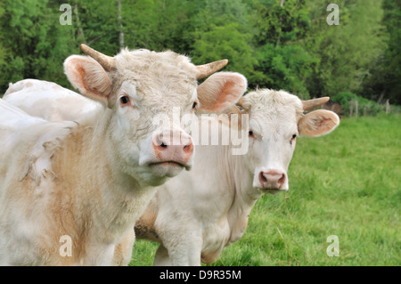 Junge Charolais Färsen Kühe auf einer Wiese Stockfoto