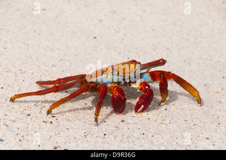 Eine Sally Lightfoot Krabben-Warnung für die Jagd an einem Strand in den Galapagos-Inseln Stockfoto