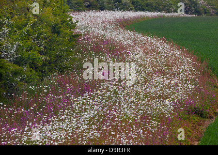 Red Campion Silene Dioica und Ochsen-Auge Daises auf Feld Marge Norfolk UK Juni Stockfoto