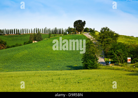 Ernte und Zypresse Bäume in einem Feld, Siena, Provinz Siena, Toskana, Italien Stockfoto