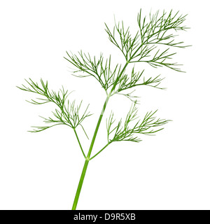Dill, isoliert auf weißem Hintergrund. Frische grüne Kräuter. Makroaufnahme Stockfoto