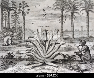 Athanasius Kircher (1601/1602 – 1680). Deutscher Jesuit Gelehrter. China Monumentis qua Sacris qua Profanis, 1667. Palm und Ananas. Stockfoto