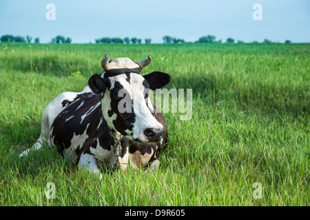 Komische schwarze und weiße Farbe Milchkuh liegt in einer grünen Weide Stockfoto