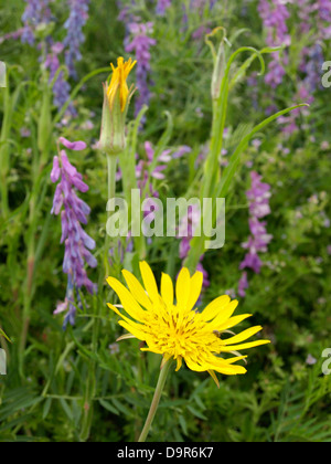 Tragopogon Orientalis gelb violette Blume Blumen Schwarzwurzeln goatsbeard Stockfoto