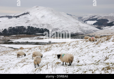 Schafe auf einem Hang oberhalb Glencorse Reservoir in den Pentland Hills in der Nähe von Edinburgh Stockfoto