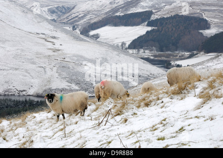 Schafe auf einem Hang oberhalb Glencorse Reservoir in den Pentland Hills in der Nähe von Edinburgh Stockfoto