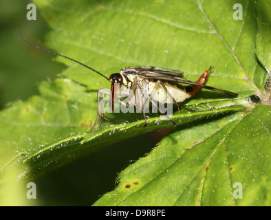 Nahaufnahme von einem weiblichen gemeinsame Scorpionfly (Panorpa Communis) Stockfoto