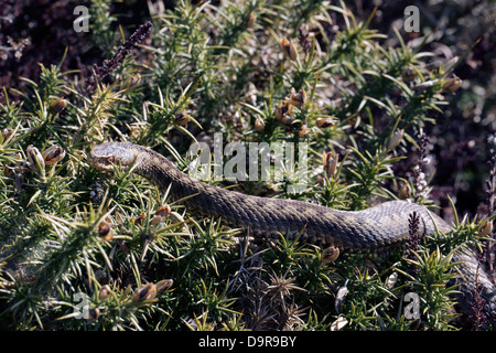 Eine männliche Kreuzotter (Vipera Berus) auf dem Ginster-Busch Stockfoto