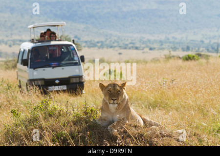 Afrika Wildlife Safari Touristen beobachten weibliche wilde Löwen in der Savanne an einem sonnigen Tag in der Masai Mara Stockfoto