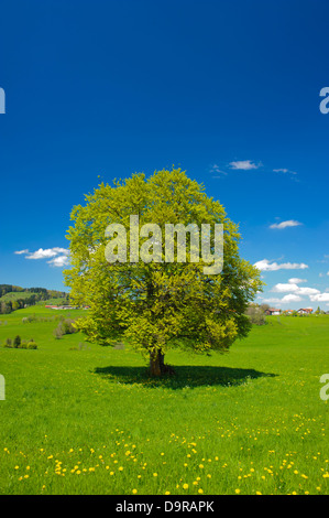 einzigen großen Buche im Frühjahr Stockfoto